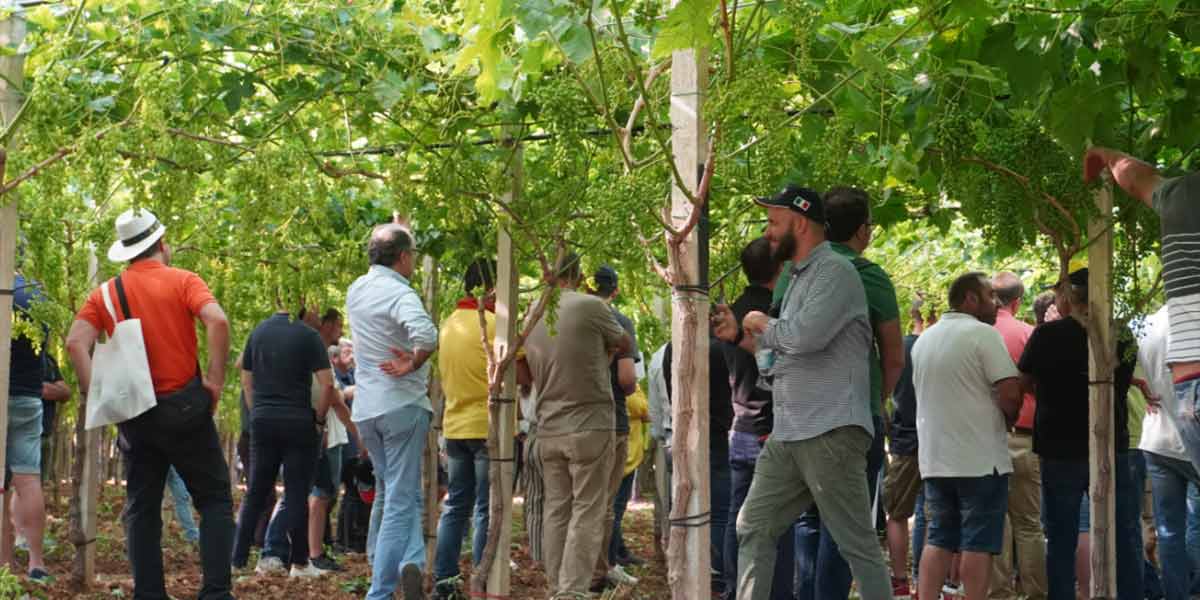 Grape exhibition arriva in Puglia con Nuvaut Edition